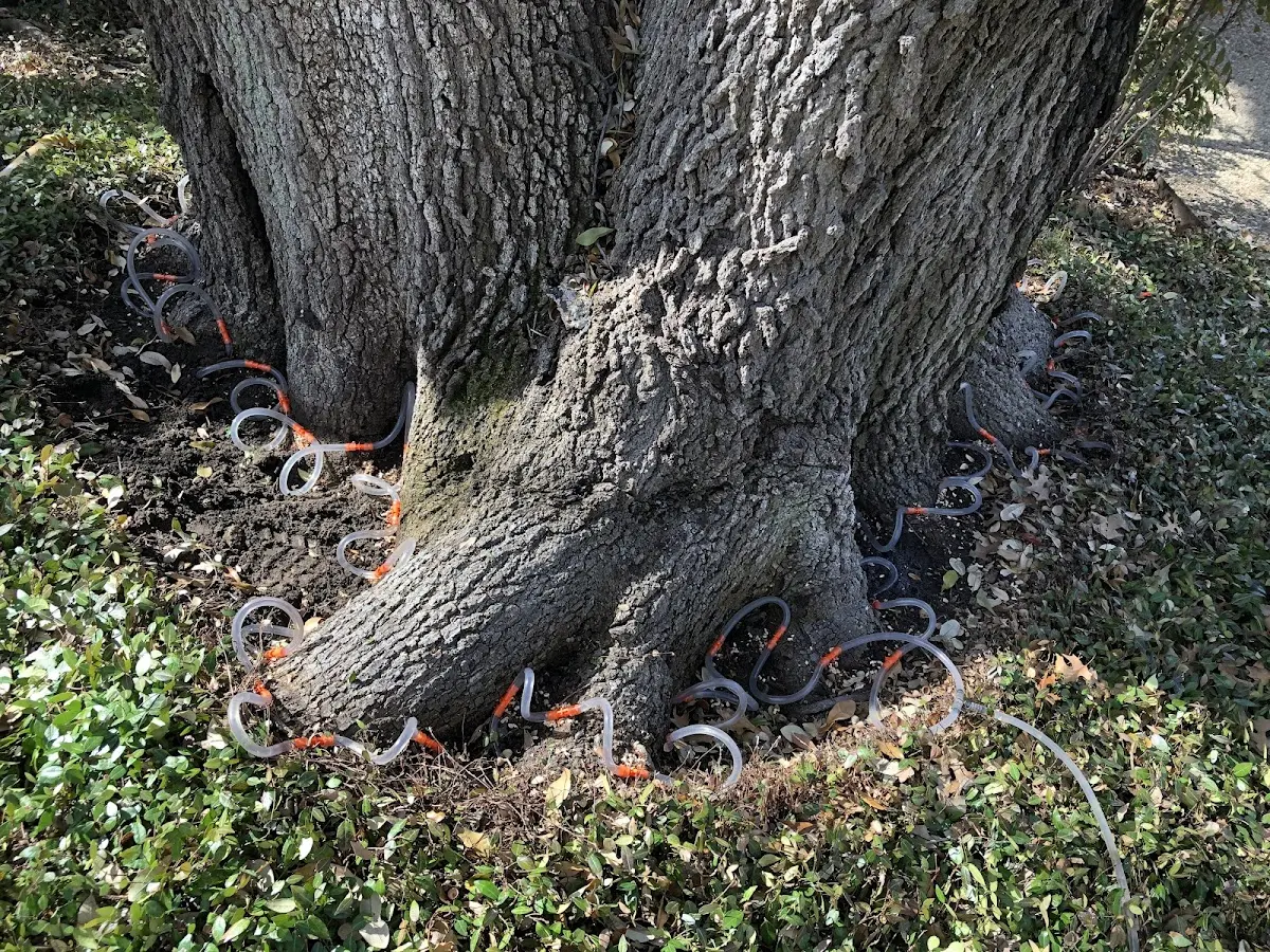 Detailed Tree Cabling and Bracing job site in Coxs Mills