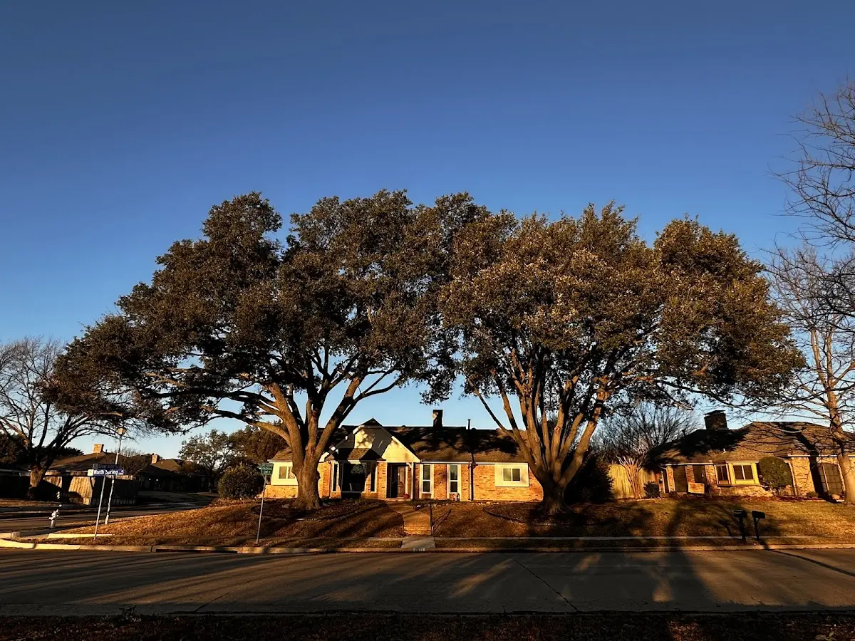 Established residential canopy tree shading a home in Coxs Mills